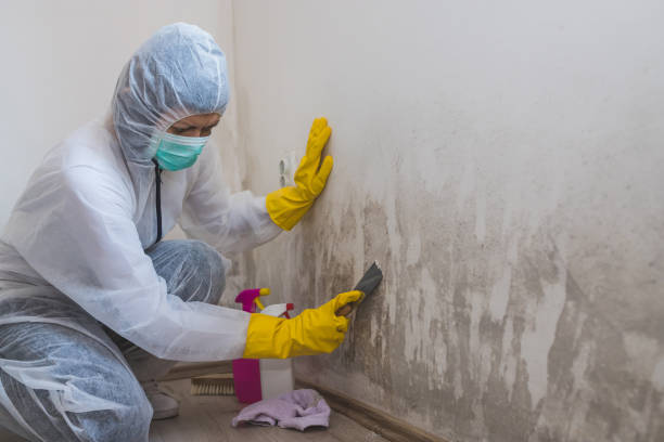 Somerville, NJ Mold Remediation Company