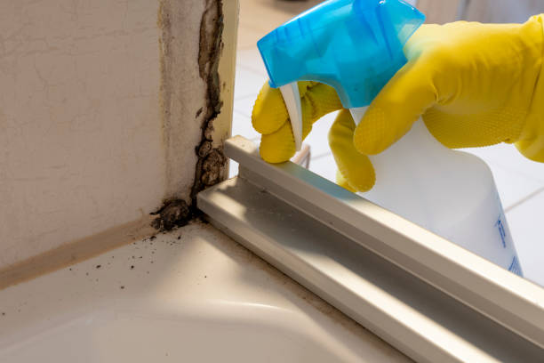  Somerville, NJ Mold Removal Pros