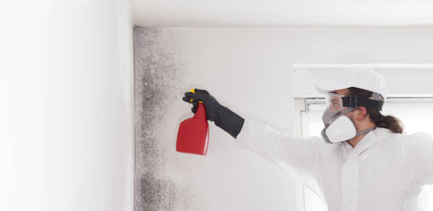 Reliable Somerville, NJ Mold Remediation Solutions