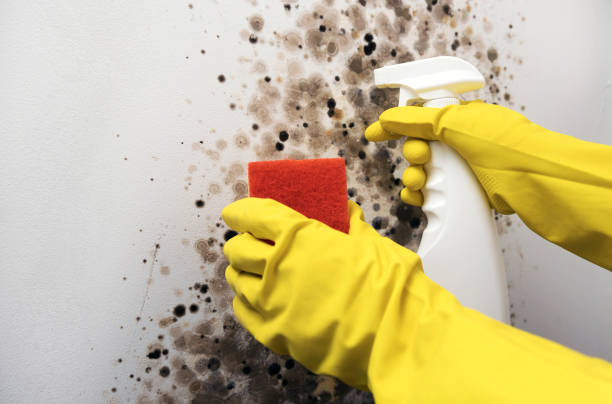 Best Crawl Space Mold Remediation in Somerville, NJ
