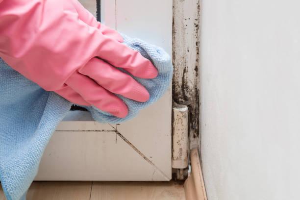 Best Black Mold Remediation in Somerville, NJ